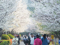 杭州：樱花跑道引客来
