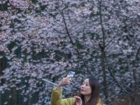 山乡万亩山花迎春来 特色美景助力乡村共富
