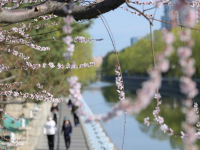 春暖赏花正当时
