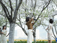 杭州：樱花跑道引客来
