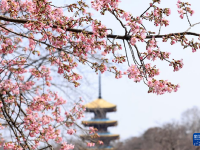 踏青赏花享春光
