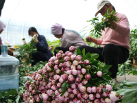 山东菏泽：芍药鲜切花收获忙
