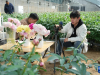山东菏泽：芍药鲜切花收获忙
