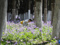 春暖赏花正当时
