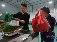 甘肃康县：茶香悠悠
