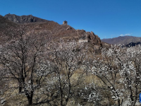 河北秦皇岛：春到长城花烂漫

