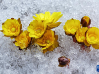 冰凌花破雪绽放迎春来
