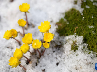 冰凌花破雪绽放迎春来
