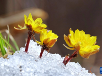 冰凌花破雪绽放迎春来
