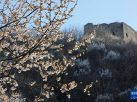 河北秦皇岛：春到长城花烂漫

