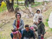 西藏林芝：“桃花经济”助力生态富民

