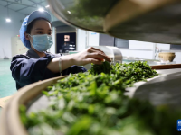 甘肃康县：茶香悠悠

