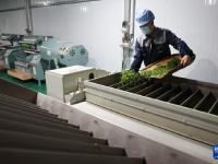 甘肃康县：茶香悠悠
