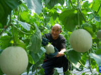山东东平：甜瓜飘香助增收
