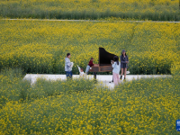 浙江桐庐：油菜花开引客来
