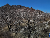 河北秦皇岛：春到长城花烂漫
