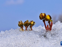 冰凌花破雪绽放迎春来
