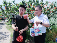 樱桃产业助力乡村共富
