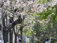 北京亦庄：泡桐大道花盛开
