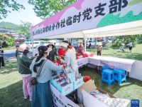 樱桃产业助力乡村共富
