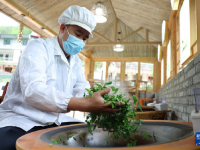 甘肃康县：茶香悠悠
