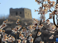 河北秦皇岛：春到长城花烂漫
