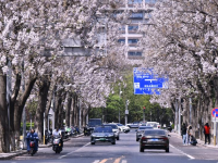 北京亦庄：泡桐大道花盛开
