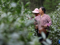 甘肃康县：茶香悠悠
