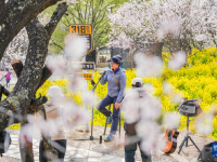 西藏林芝：“桃花经济”助力生态富民
