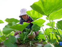 河北卢龙：发展特色农业助力乡村振兴
