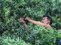 浙江慈溪：杨梅之乡开启丰收季
