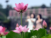 夏日荷花绽放
