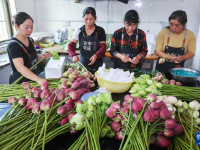 浙江武义：荷花产业助致富
