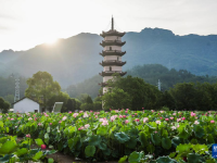 浙江武义：荷花产业助致富
