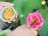 浙江武义：荷花产业助致富
