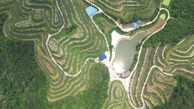 城步：千亩高山果园忙“梳妆”