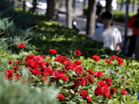 月季花扮靓北京道路
