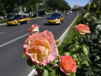 月季花扮靓北京道路
