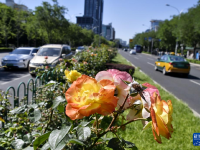 月季花扮靓北京道路
