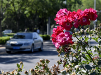 月季花扮靓北京道路
