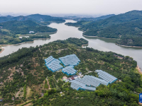 浙江慈溪：杨梅之乡开启丰收季
