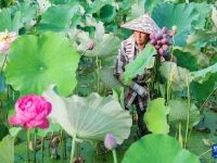 浙江武义：荷花产业助致富
