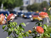月季花扮靓北京道路
