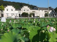 赏荷经济带动乡村游
