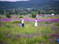 敕勒川草原引客来
