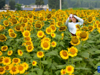 向日葵花开引游人

