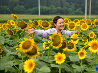 向日葵花开引游人
