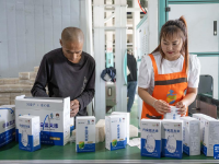 内蒙古兴安盟：金秋稻田迎丰收
