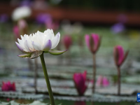 广西南宁：秋日睡莲
