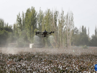 甘肃敦煌：盐碱地变棉花田
